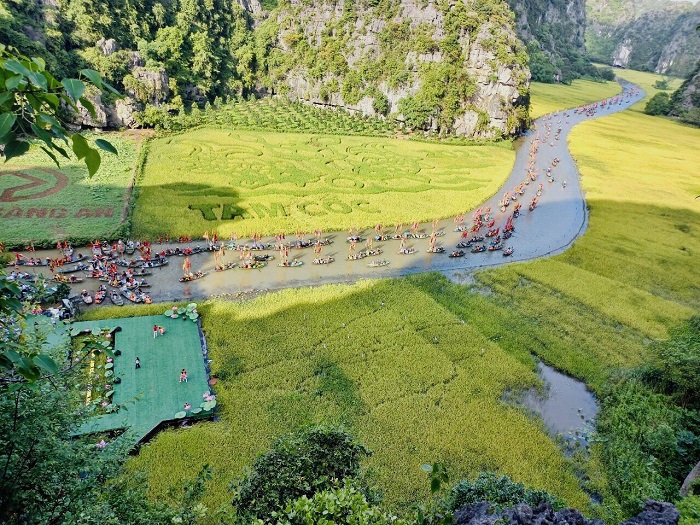 Sắc vàng Tam Cốc năm 2023 cùng bức tranh “Lý ngư vọng nguyệt” trên cánh đồng lúa rộng hơn 9.500m2 (Ảnh: Sở Du lịch Ninh Bình cung cấp)